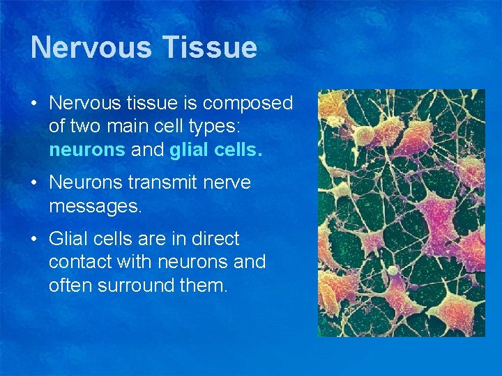 Nervous Tissue • Nervous tissue is composed of two main cell types: neurons and