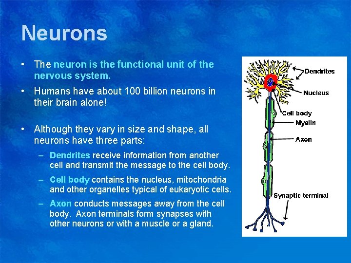 Neurons • The neuron is the functional unit of the nervous system. • Humans
