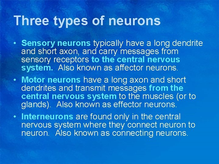 Three types of neurons • Sensory neurons typically have a long dendrite and short