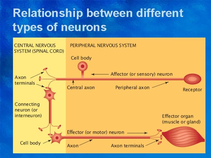Relationship between different types of neurons 