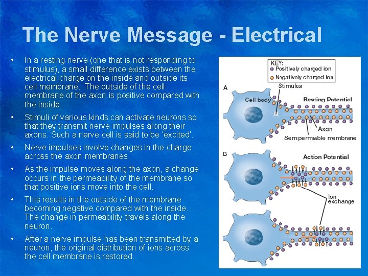 The Nerve Message - Electrical • In a resting nerve (one that is not