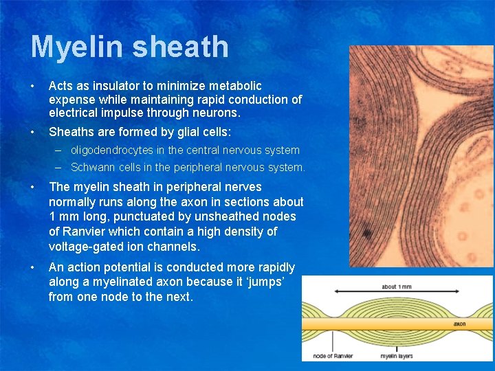 Myelin sheath • Acts as insulator to minimize metabolic expense while maintaining rapid conduction