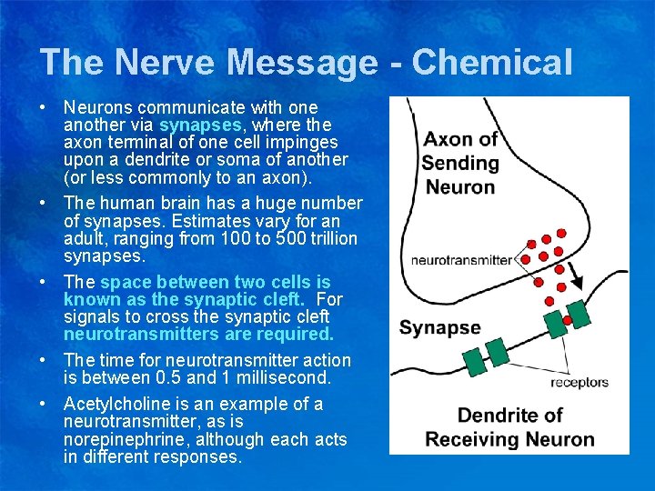The Nerve Message - Chemical • Neurons communicate with one another via synapses, where