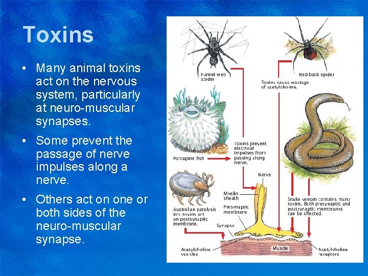 Toxins • Many animal toxins act on the nervous system, particularly at neuro-muscular synapses.