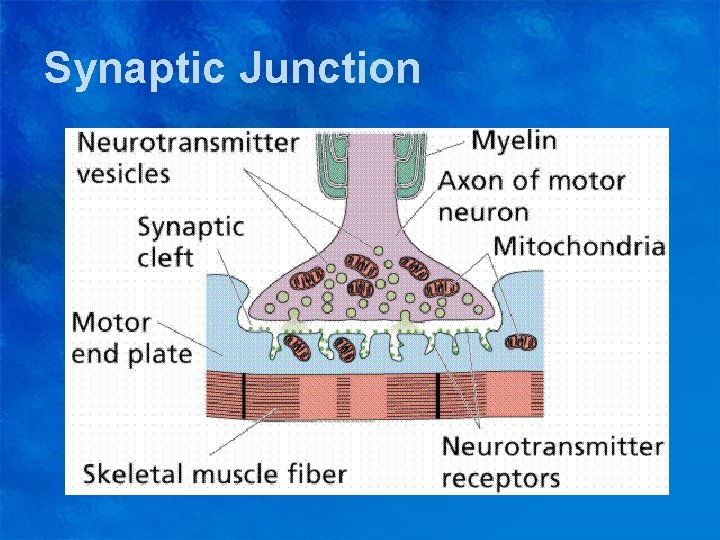 Synaptic Junction 