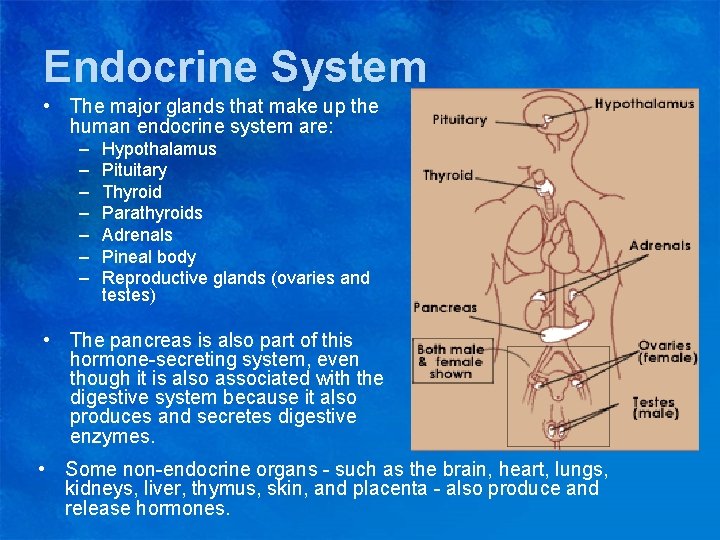 Endocrine System • The major glands that make up the human endocrine system are: