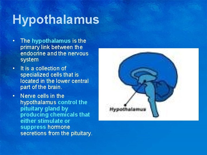 Hypothalamus • The hypothalamus is the primary link between the endocrine and the nervous