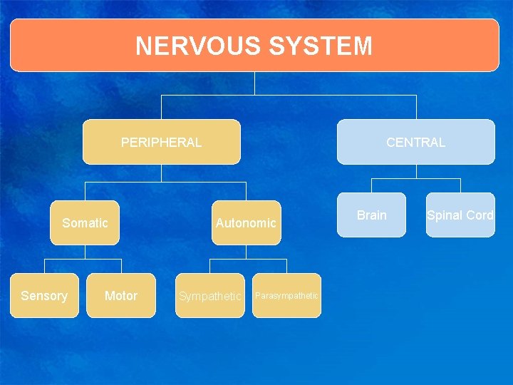 NERVOUS SYSTEM PERIPHERAL Somatic Sensory Motor CENTRAL Autonomic Sympathetic Parasympathetic Brain Spinal Cord 