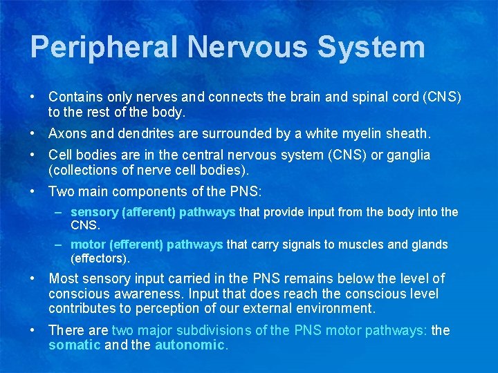 Peripheral Nervous System • Contains only nerves and connects the brain and spinal cord