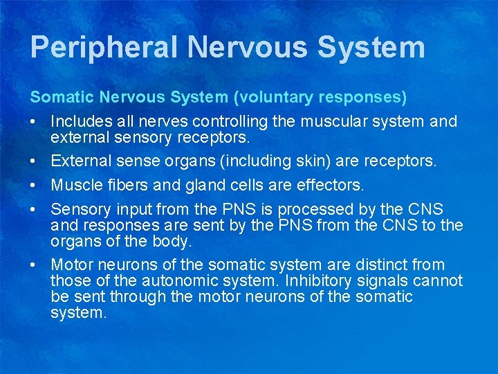 Peripheral Nervous System Somatic Nervous System (voluntary responses) • Includes all nerves controlling the