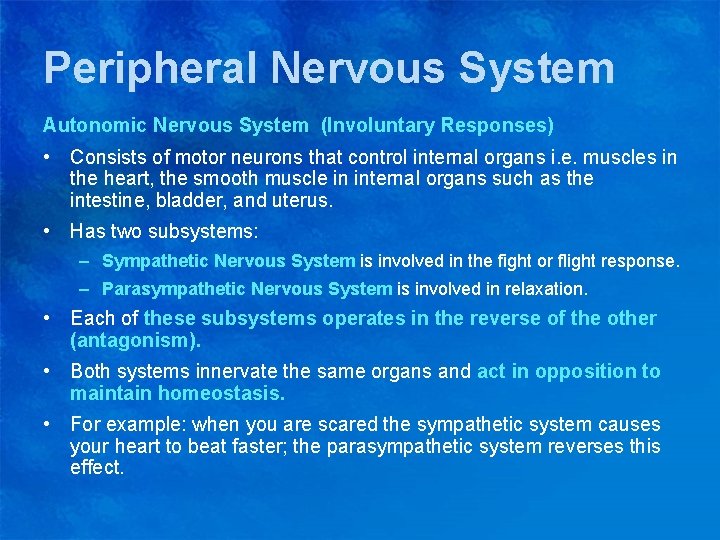 Peripheral Nervous System Autonomic Nervous System (Involuntary Responses) • Consists of motor neurons that