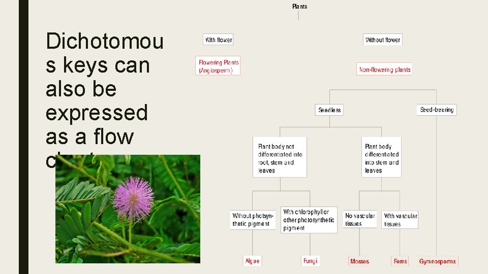 Dichotomou s keys can also be expressed as a flow chart. 