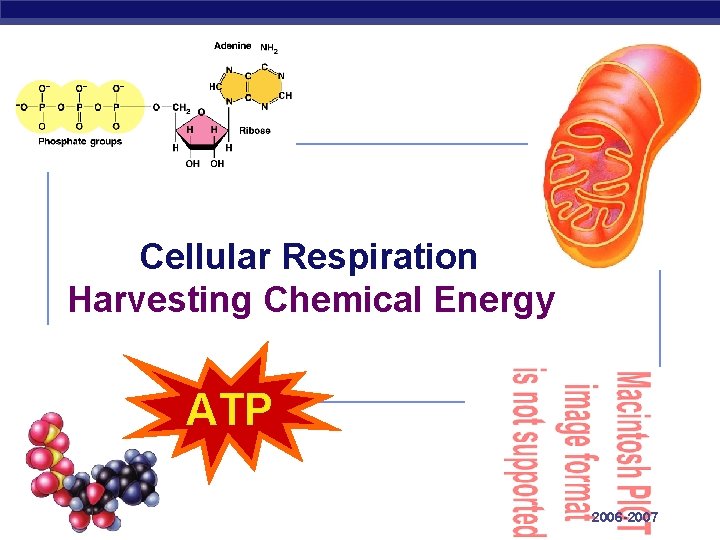 Cellular Respiration Harvesting Chemical Energy ATP Regents Biology 2006 -2007 