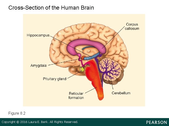 Cross-Section of the Human Brain Figure 8. 2 Copyright © 2016 Laura E. Berk.