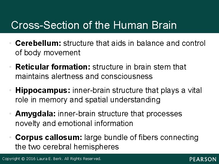 Cross-Section of the Human Brain • Cerebellum: structure that aids in balance and control