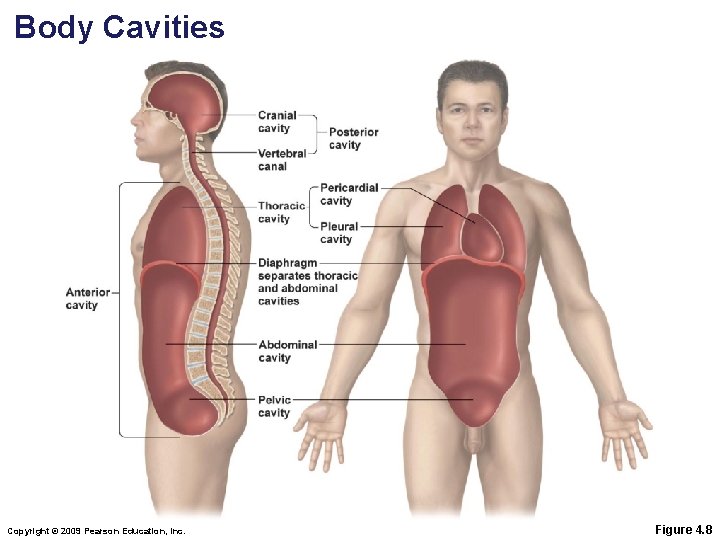 Body Cavities Copyright © 2009 Pearson Education, Inc. Figure 4. 8 Body Cavities Copyright © 2009 Pearson Education, Inc. Figure 4. 8