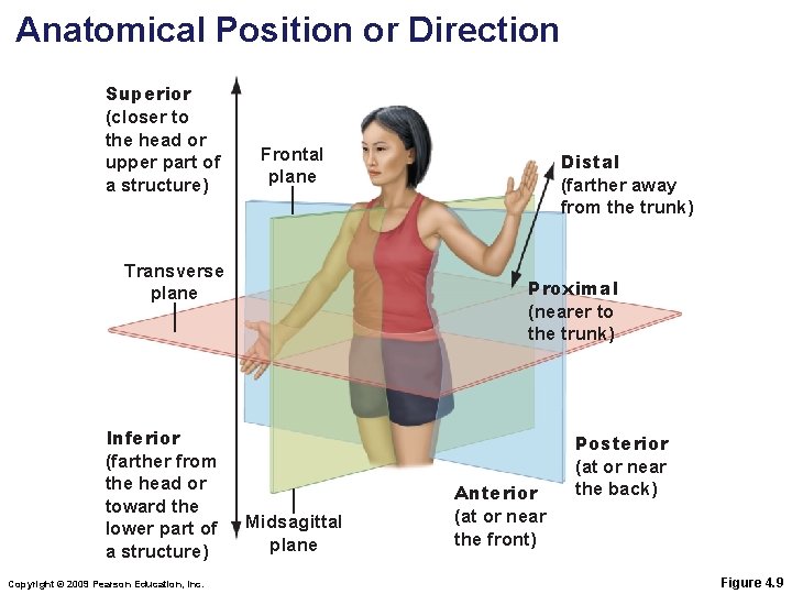 Anatomical Position or Direction Superior (closer to the head or upper part of a Anatomical Position or Direction Superior (closer to the head or upper part of a