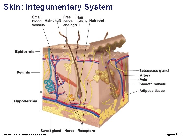 Skin: Integumentary System Copyright © 2009 Pearson Education, Inc. Figure 4. 10 Skin: Integumentary System Copyright © 2009 Pearson Education, Inc. Figure 4. 10