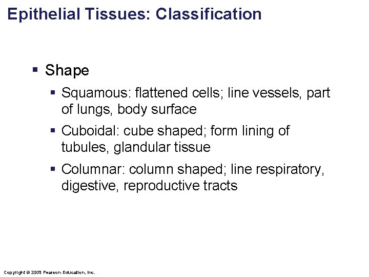 Epithelial Tissues: Classification § Shape § Squamous: flattened cells; line vessels, part of lungs, Epithelial Tissues: Classification § Shape § Squamous: flattened cells; line vessels, part of lungs,