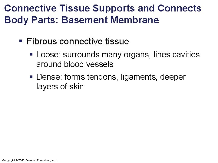 Connective Tissue Supports and Connects Body Parts: Basement Membrane § Fibrous connective tissue § Connective Tissue Supports and Connects Body Parts: Basement Membrane § Fibrous connective tissue §