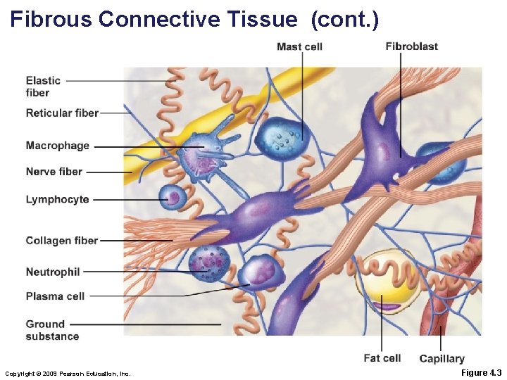 Fibrous Connective Tissue (cont. ) Copyright © 2009 Pearson Education, Inc. Figure 4. 3 Fibrous Connective Tissue (cont. ) Copyright © 2009 Pearson Education, Inc. Figure 4. 3
