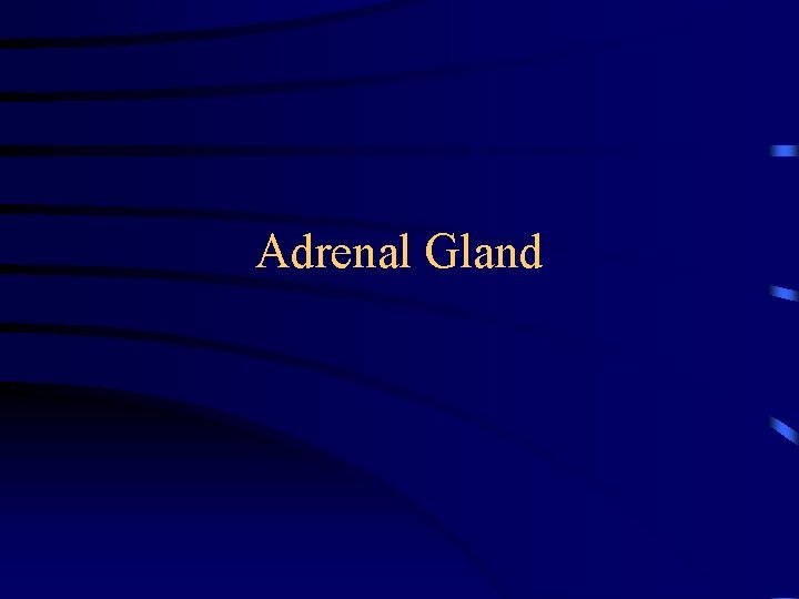 Adrenal Gland 