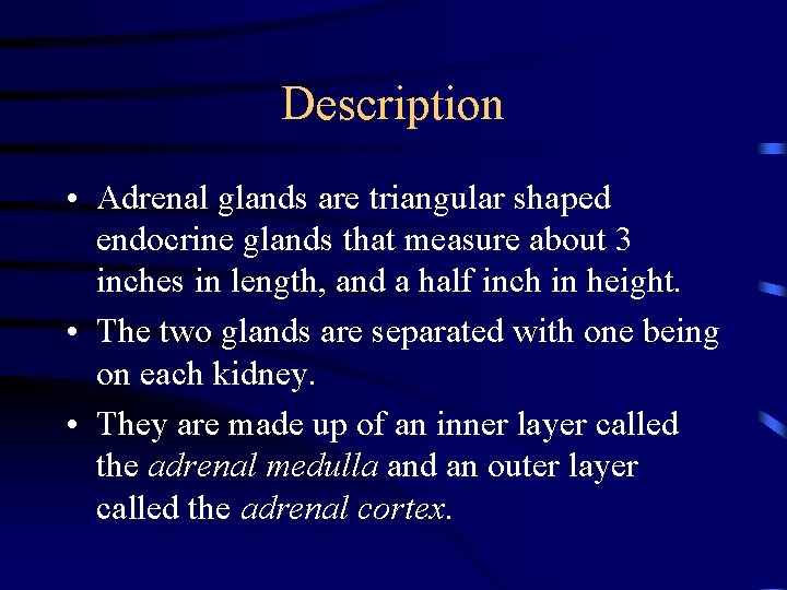 Description • Adrenal glands are triangular shaped endocrine glands that measure about 3 inches