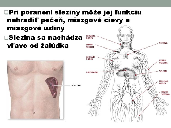 q. Pri poranení sleziny môže jej funkciu nahradiť pečeň, miazgové cievy a miazgové uzliny