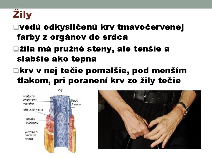 Žily qvedú odkysličenú krv tmavočervenej farby z orgánov do srdca qžila má pružné steny,