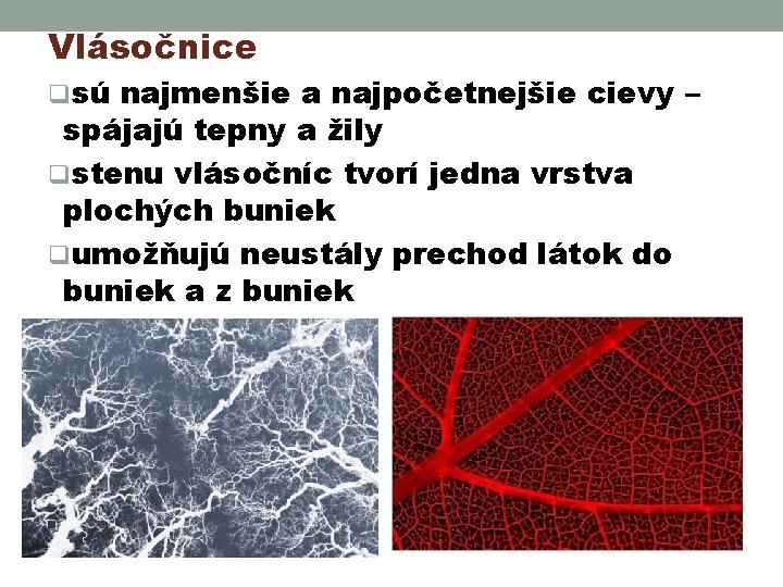 Vlásočnice qsú najmenšie a najpočetnejšie cievy – spájajú tepny a žily qstenu vlásočníc tvorí