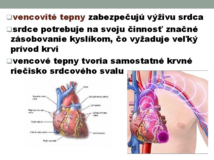 qvencovité tepny zabezpečujú výživu srdca qsrdce potrebuje na svoju činnosť značné zásobovanie kyslíkom, čo