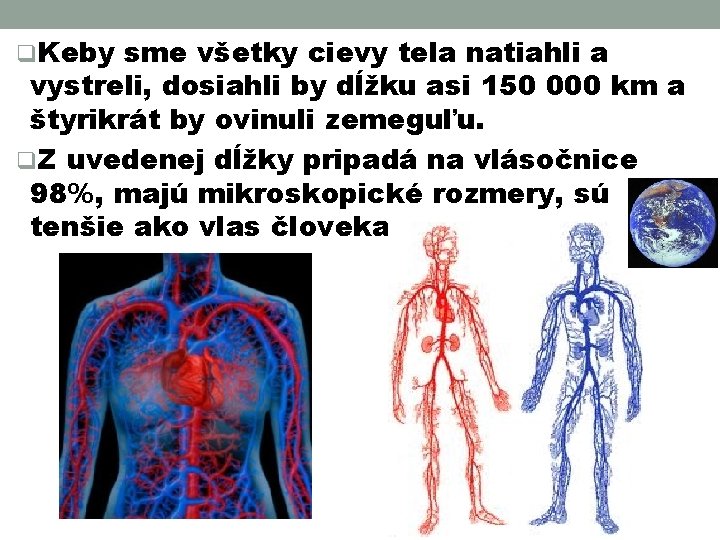 q. Keby sme všetky cievy tela natiahli a vystreli, dosiahli by dĺžku asi 150