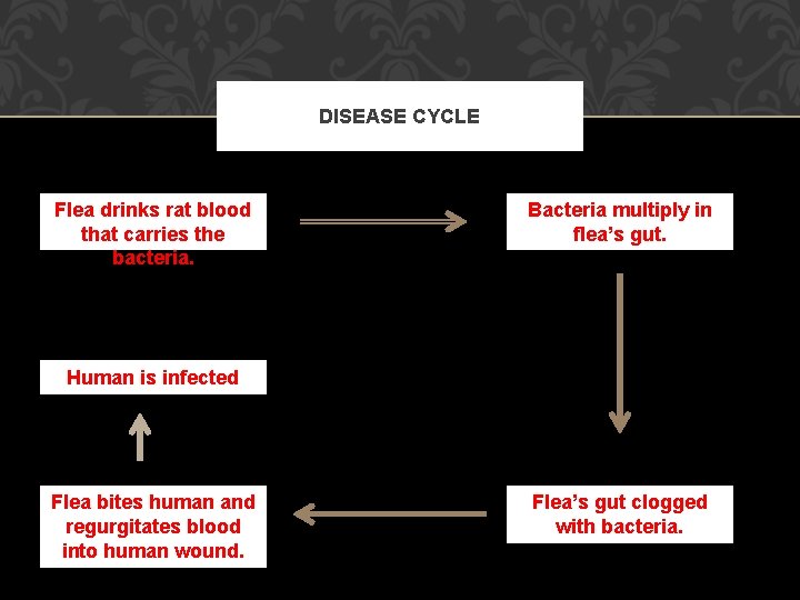 DISEASE CYCLE Flea drinks rat blood that carries the bacteria. Bacteria multiply in flea’s