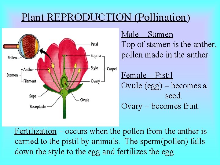 Plant REPRODUCTION (Pollination) Male – Stamen Top of stamen is the anther, pollen made Plant REPRODUCTION (Pollination) Male – Stamen Top of stamen is the anther, pollen made