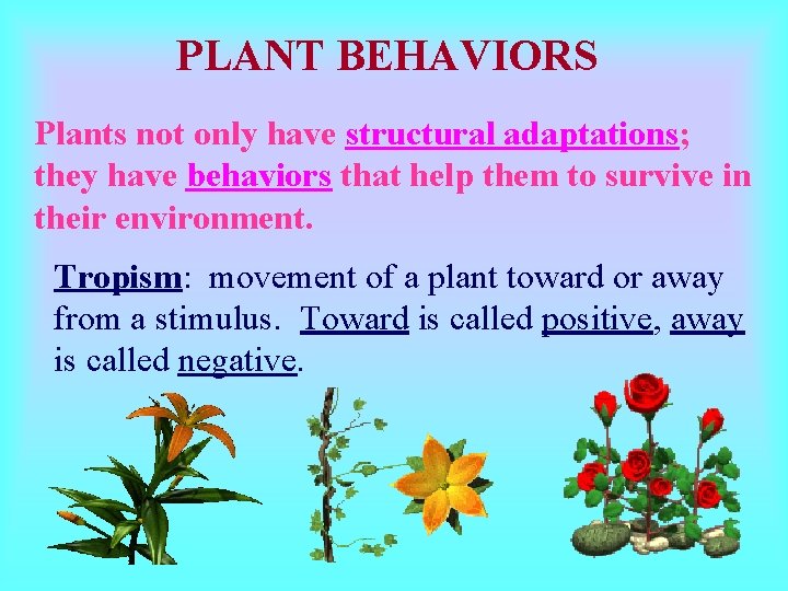 PLANT BEHAVIORS Plants not only have structural adaptations; they have behaviors that help them PLANT BEHAVIORS Plants not only have structural adaptations; they have behaviors that help them