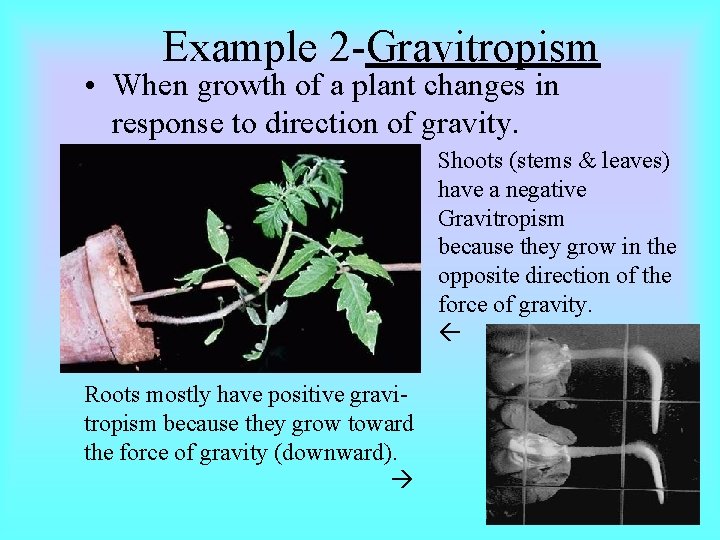 Example 2 -Gravitropism • When growth of a plant changes in response to direction Example 2 -Gravitropism • When growth of a plant changes in response to direction