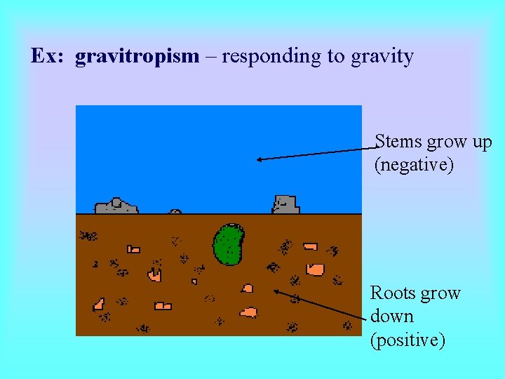 Ex: gravitropism – responding to gravity Stems grow up (negative) Roots grow down (positive) Ex: gravitropism – responding to gravity Stems grow up (negative) Roots grow down (positive)