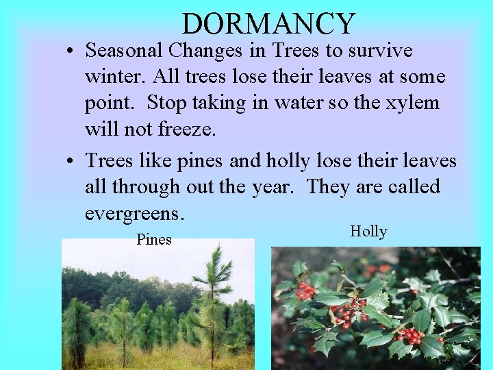 DORMANCY • Seasonal Changes in Trees to survive winter. All trees lose their leaves DORMANCY • Seasonal Changes in Trees to survive winter. All trees lose their leaves