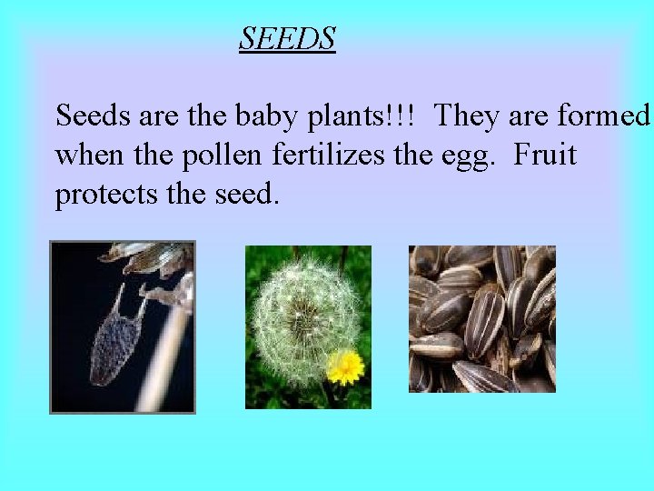 SEEDS Seeds are the baby plants!!! They are formed when the pollen fertilizes the SEEDS Seeds are the baby plants!!! They are formed when the pollen fertilizes the