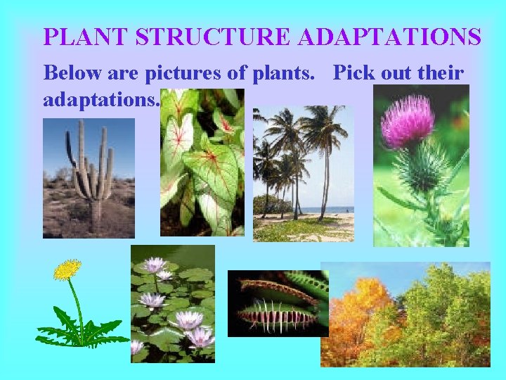 PLANT STRUCTURE ADAPTATIONS Below are pictures of plants. Pick out their adaptations. PLANT STRUCTURE ADAPTATIONS Below are pictures of plants. Pick out their adaptations.