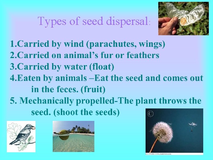 Types of seed dispersal: Types of seed dispersal: