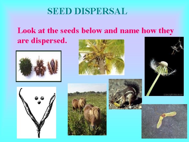 SEED DISPERSAL Look at the seeds below and name how they are dispersed. SEED DISPERSAL Look at the seeds below and name how they are dispersed.