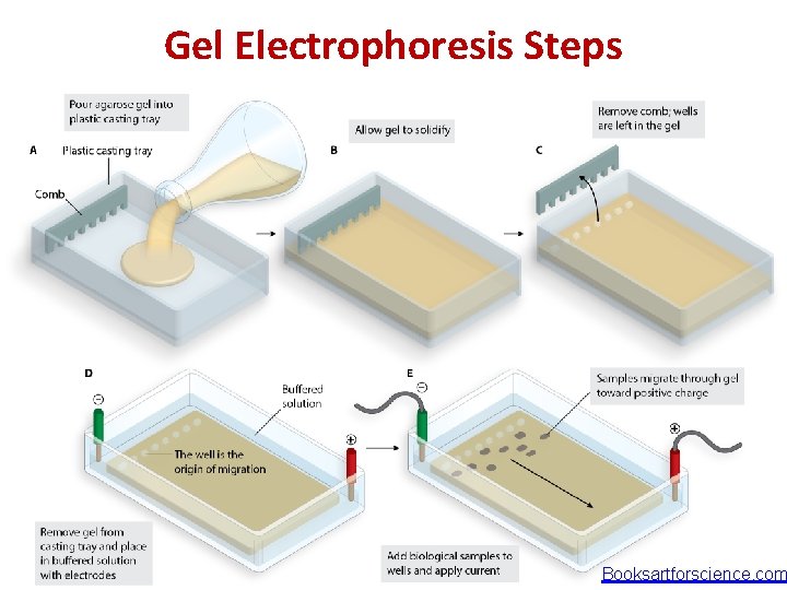 Gel Electrophoresis Steps Booksartforscience. com 