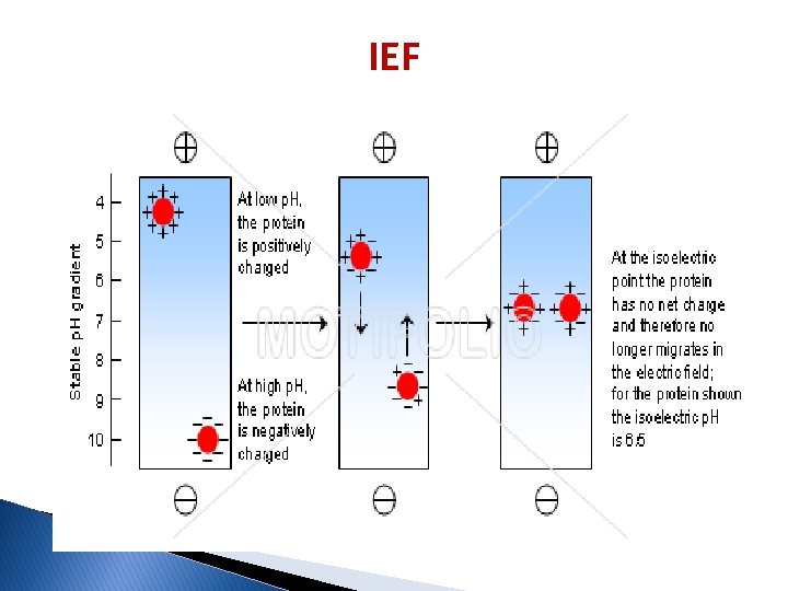 IEF 