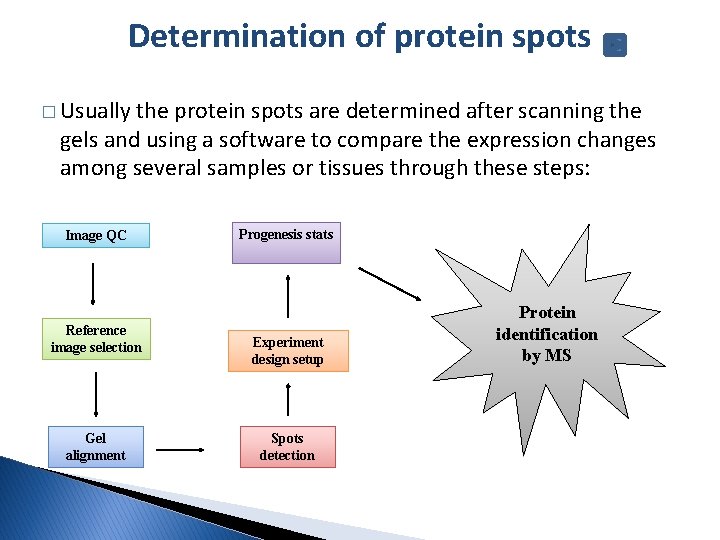 Determination of protein spots � Usually the protein spots are determined after scanning the