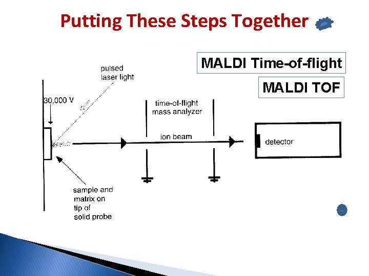 Putting These Steps Together MALDI Time-of-flight MALDI TOF Drift region (D) 