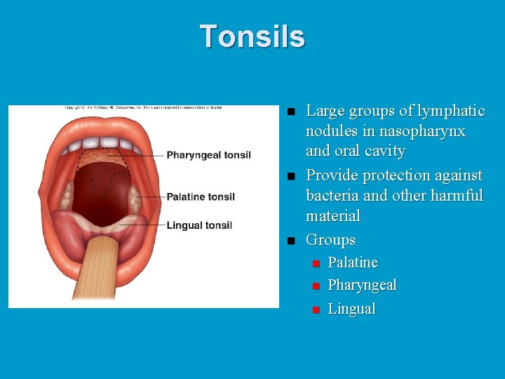Tonsils n n n Large groups of lymphatic nodules in nasopharynx and oral cavity