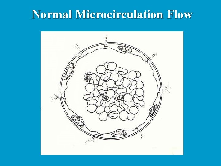 Normal Microcirculation Flow 