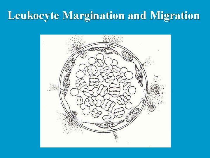 Leukocyte Margination and Migration 