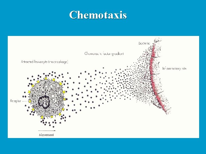 Chemotaxis 